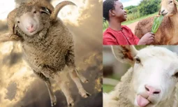 Kurbanlık Bağışı Hisseleri Nasıl Bölünür? 