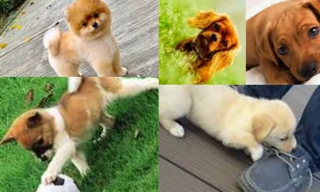 Yavru Köpek İçin Nasıl Mama Tercih Edilmelidir?