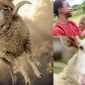 Kurbanlık Bağışı Hisseleri Nasıl Bölünür? 